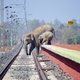 In the Bankura district, the railway authorities did not consider the ancient elephant pathways when they laid tracks, and every year many elephants are hit by speeding trains.